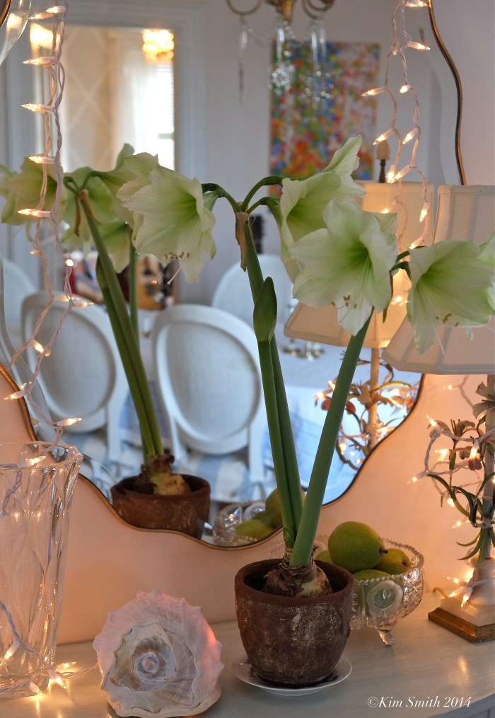 Lemon Lime Amaryllis ©Kim Smith 2014 copy