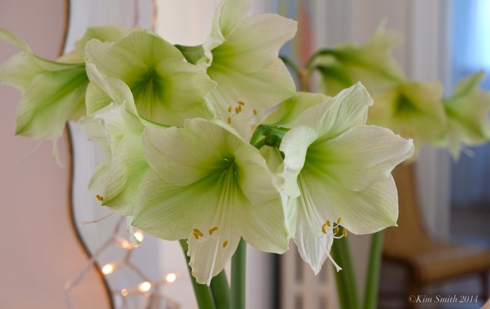 Lemon Lime Amaryllis  -- ©Kim Smith 2014