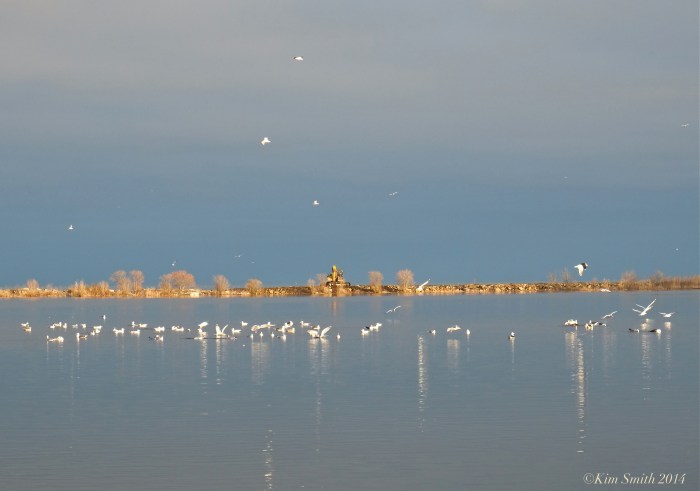 Niles Pond Brace Cove casueway restoration ©Kim Smith 2014