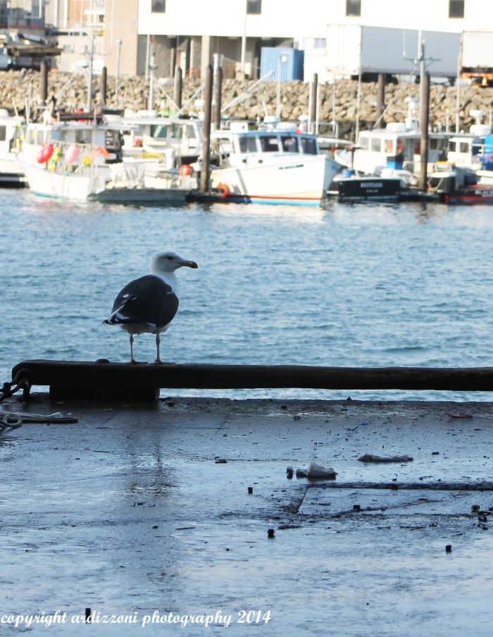 November 30, 2014 Homie waiting for the boats