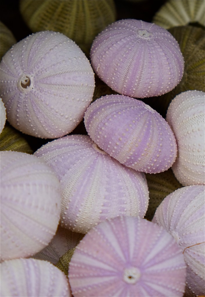 Sea urchins ©Kim Smith 2014