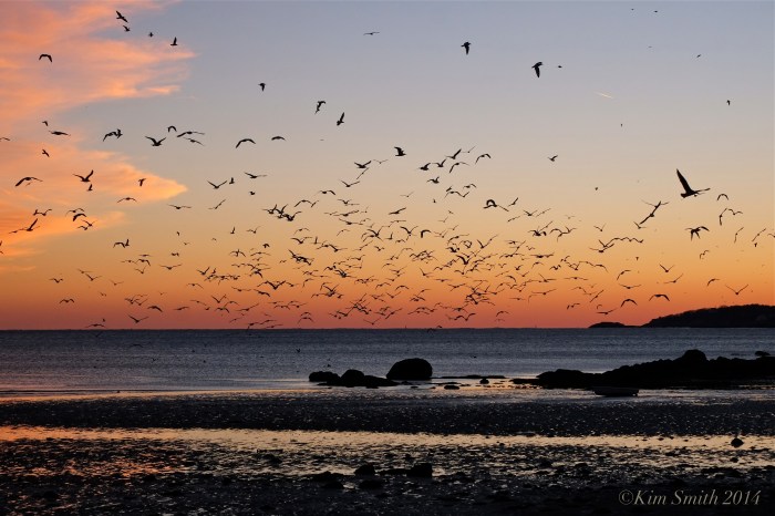 Seagulls sunset ©Kim Smith 2014