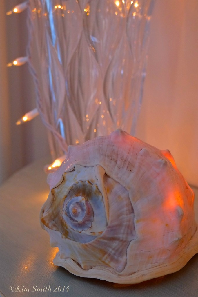 Shell Night Light ©Kim Smith 2014
