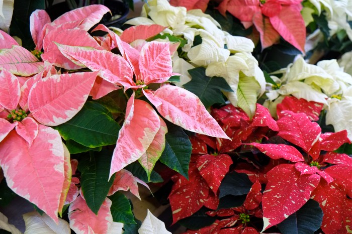 Wolf Hill poinsettias ©Kim Smith 2014