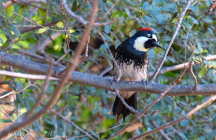 Acorn Woodpecker Solstice Canyon Southern California -2 ©Kim Smith 2015