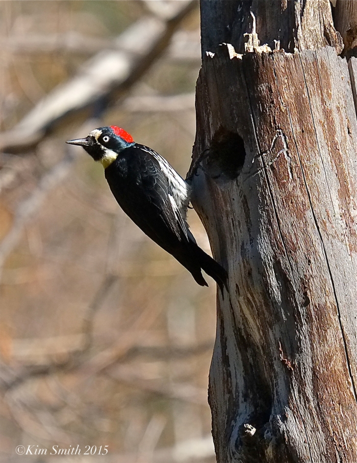 Acorn Woodpecker Solstice Canyon Southern California ©Kim Smith 2015