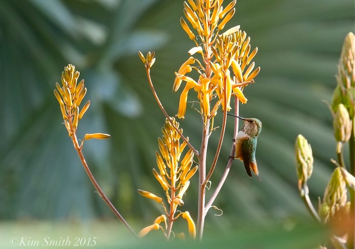 Allen's Hummingbird Female ©Kim Smith 2015