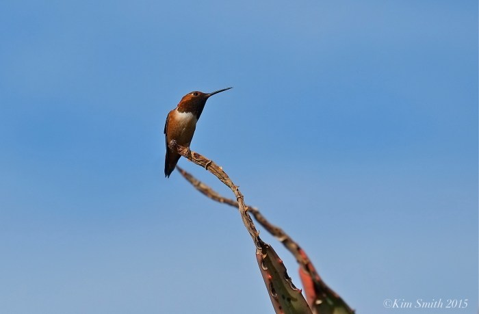 Allen's Hummingbird Male  ©Kim Smith 2015