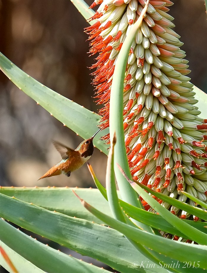 Allen's Hummingbird Male California ©Kim Smith 2015
