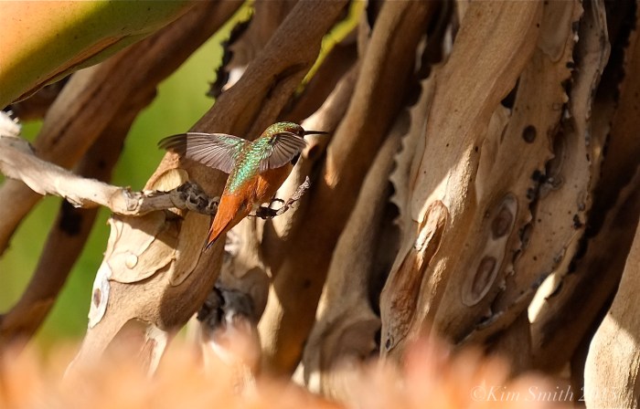 Allen's Hummingbird Male iridescent wings ©kim Smith 2015