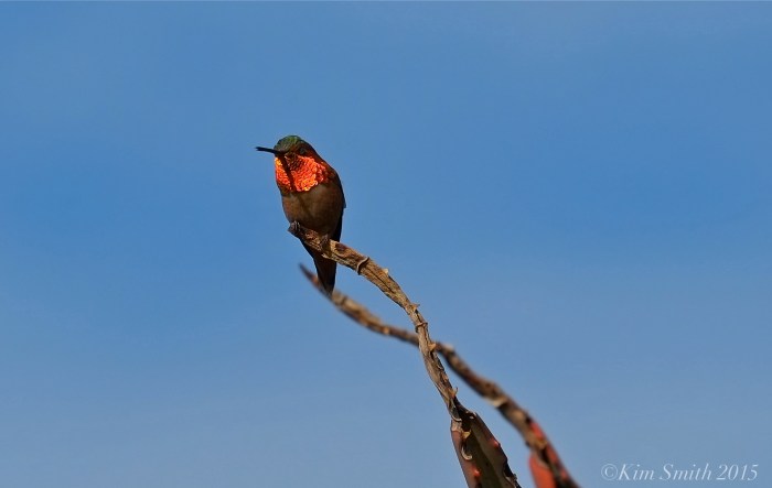 Allen's Hummingbird Red Gorget Male ©Kim Smith 2015JPG