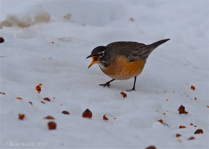 American Robin ©Kim Smith 2015