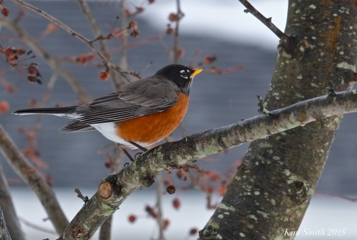American Robin winter crabapple turdus migratorius, americanus ©kim Smith 2015
