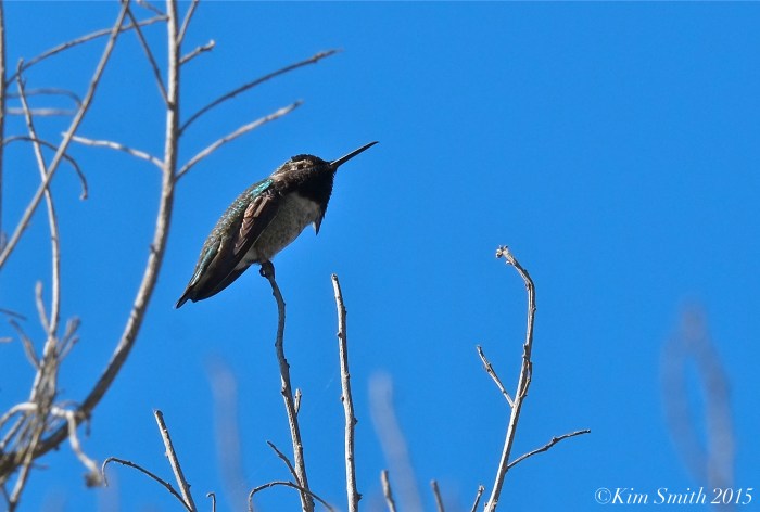 Black-chinned hummingbird Goleta Santa Barbara ©Kim Smith 2015