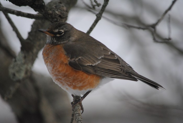 Blizzard of Jan. 2015 002