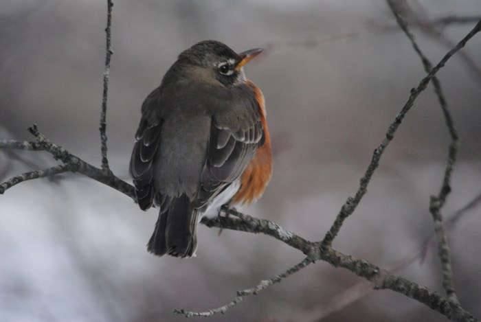 Blizzard of Jan. 2015 004