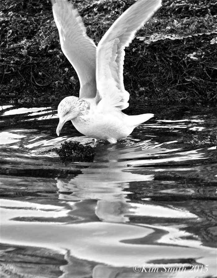 Herring Gull b-w ©Kim Smith 2015