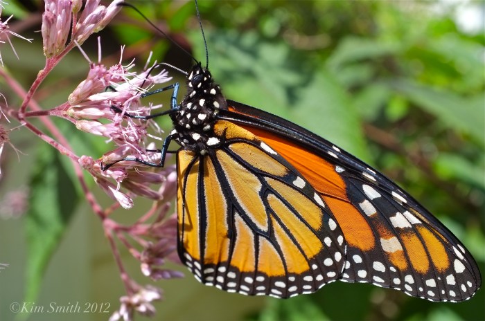 Monarch Butterfly Wildflower Joe-pye ©Kim Smith 2012