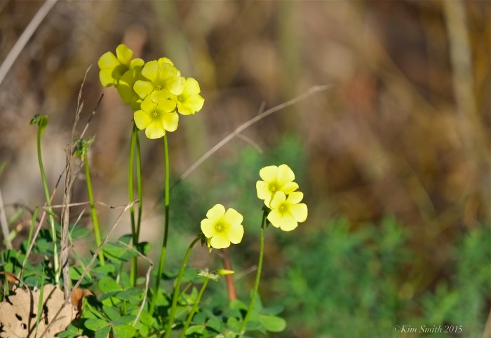 Solstice Canyon ©Kim Smith 2015