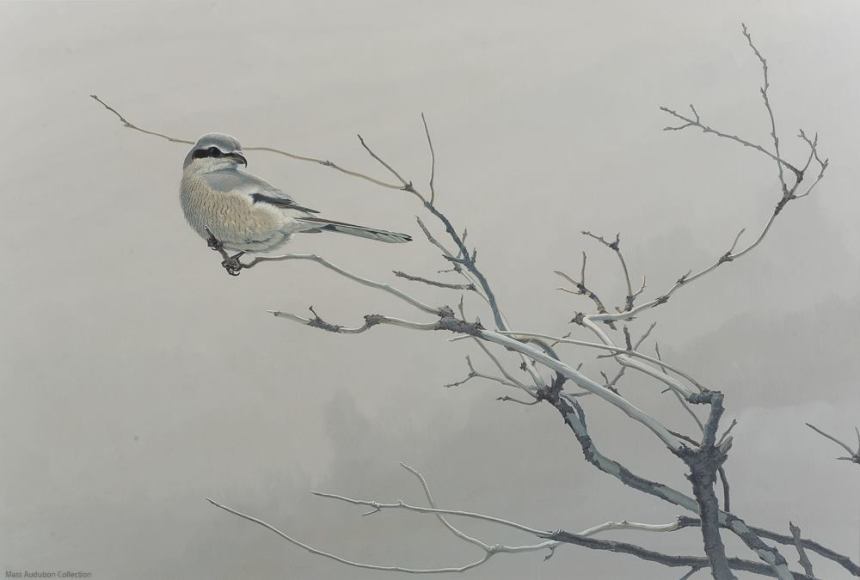 10974732_834815053245204_8680731081107286118_o