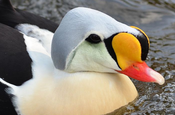 800px-Somateria_spectabilis_(King_Eider_-_Prachteiderente)_-_Weltvogelpark_Walsrode_2012-15