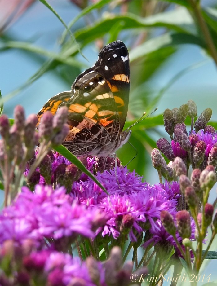 American Lady Butterfly New York Ironweed ©Kim Smith 2014