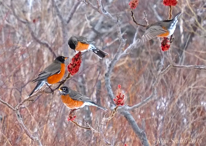 American Robin Sumac ©Kim Smith 2014