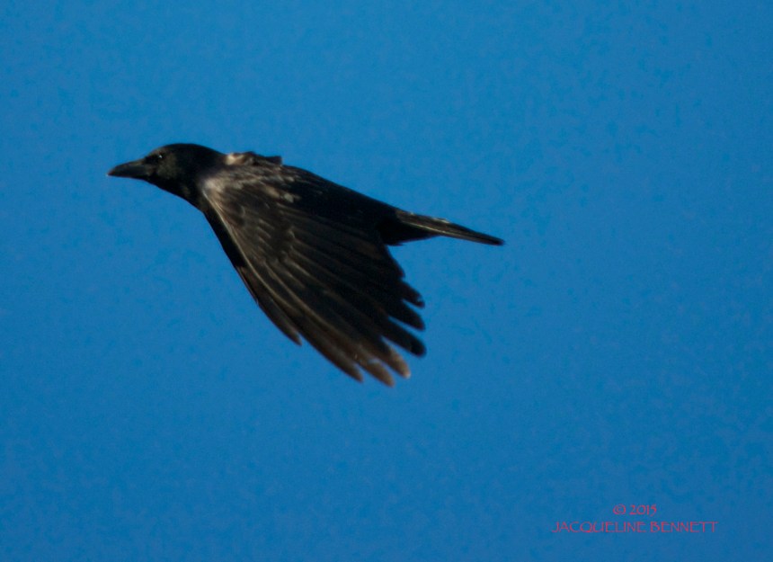 asthe crow flies