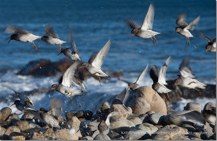 Backshore_birds_rxs_LRZ_4836 copy
