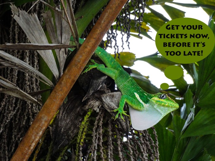 beaux arts ball lizard