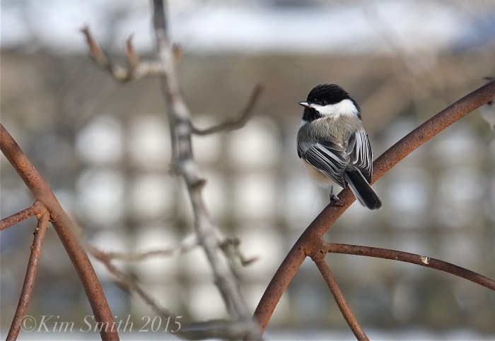 Black-capped Chicadee ©Kim Smith 2015