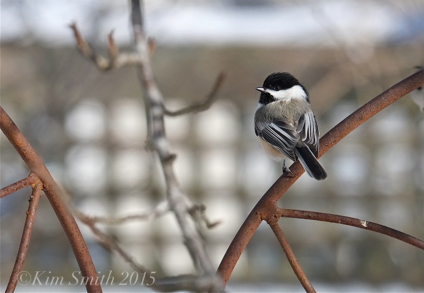 Black-capped Chicadee ©Kim Smith 2015