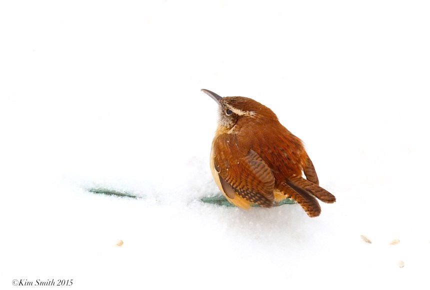 Carolina Wren Thryothorus ludovicianus