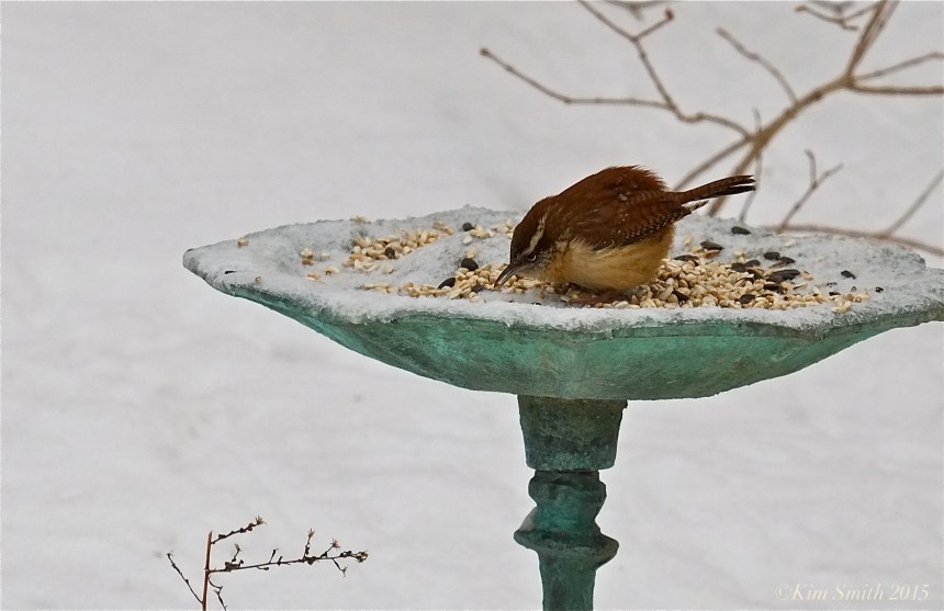 Caroloina Wren  bird bath ©Kim Smith 2015