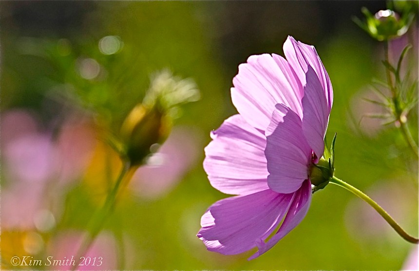 Cosmos -1 Donovan Field ©Kim Smith 2013