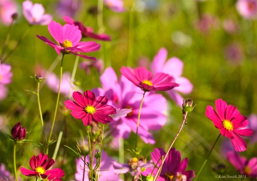 Cosmos ©Kim Smith 2014