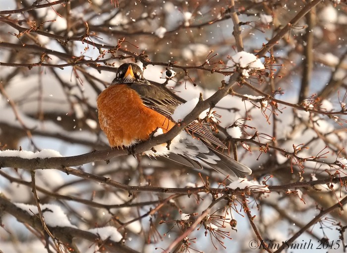 East Gloucester Americna Robin ©Kim Smith 2015