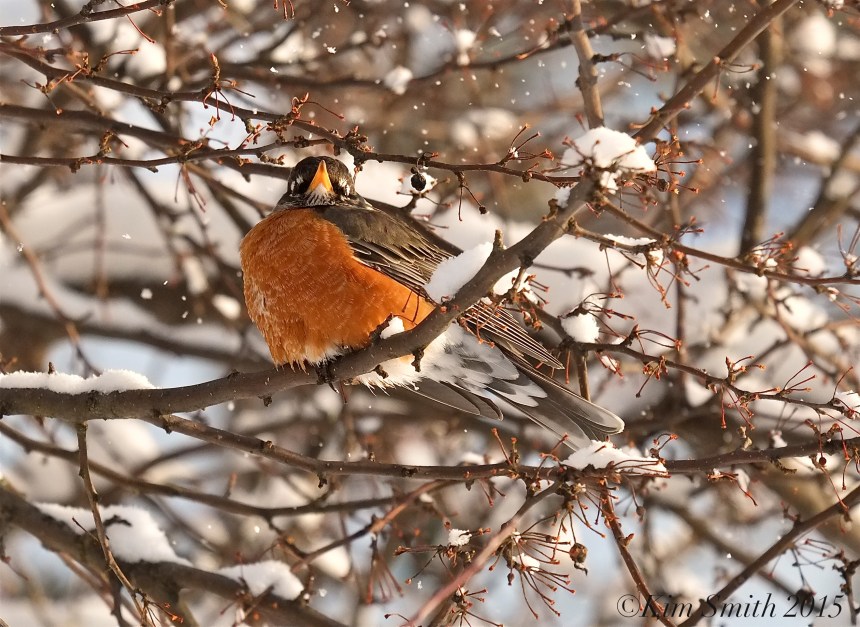 East Gloucester Americna Robin ©Kim Smith 2015