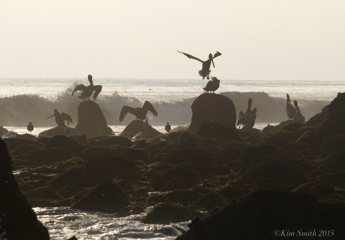El Matador Beach Brown Pelican habitat ©Kim Smith 2015. JPG