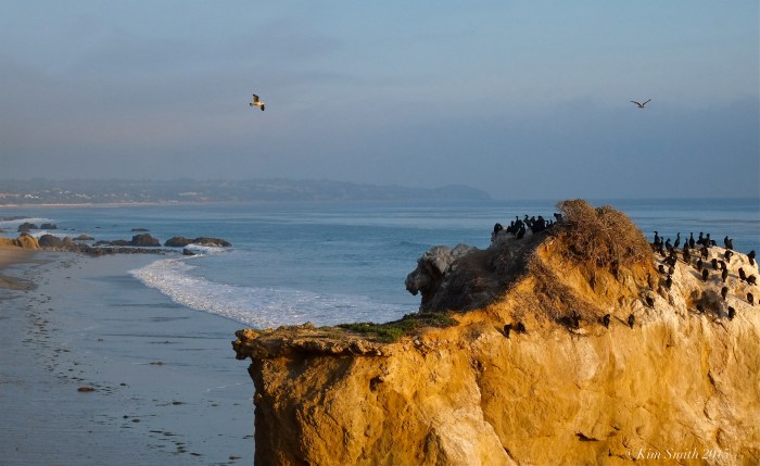El Matador Beach commorants ©kim Smith 2015