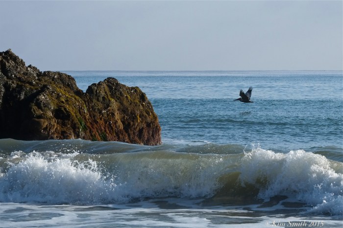 El Matador Beach Pelican ©Kim Smith 2015