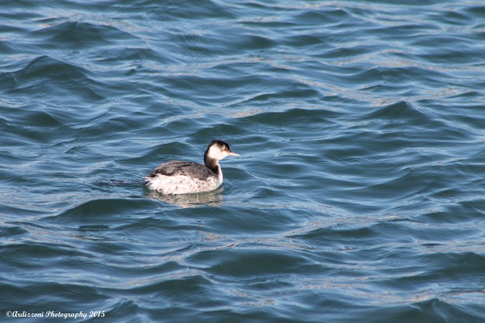 February 1, 2015 diving grebe