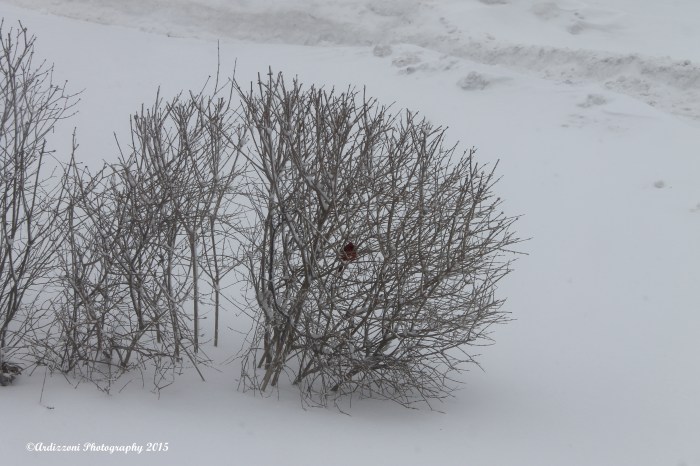 February 15, 2015 cardinal in the lilac bushes