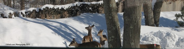 February 16, 2015 deer across the street