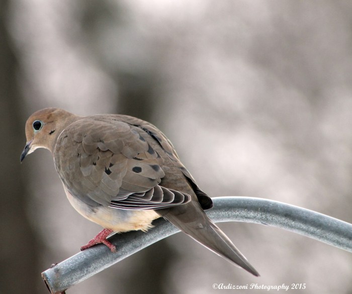 February 22, 2015 Morning Mourning Dove