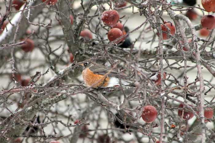 February 5, 2015 hanging in apple tree