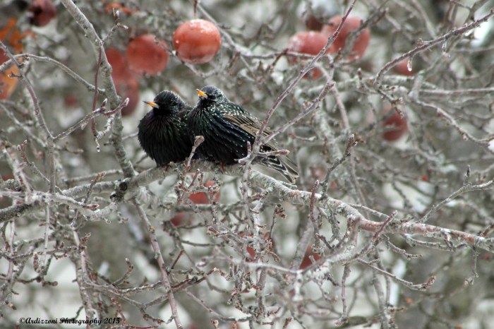 February 5, 2015 Robins in apple Tree on Lexington Avenue
