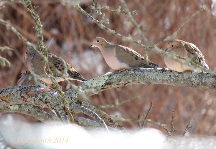 Four Mourning Doves  ©Kim Smith 2014