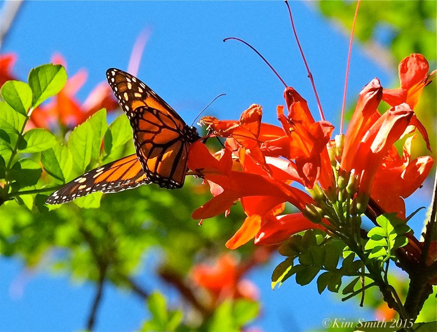 Goleta Monarch Butterfly Santa Barbara California Cape Honeysuckle ©Kim Smith 2015.