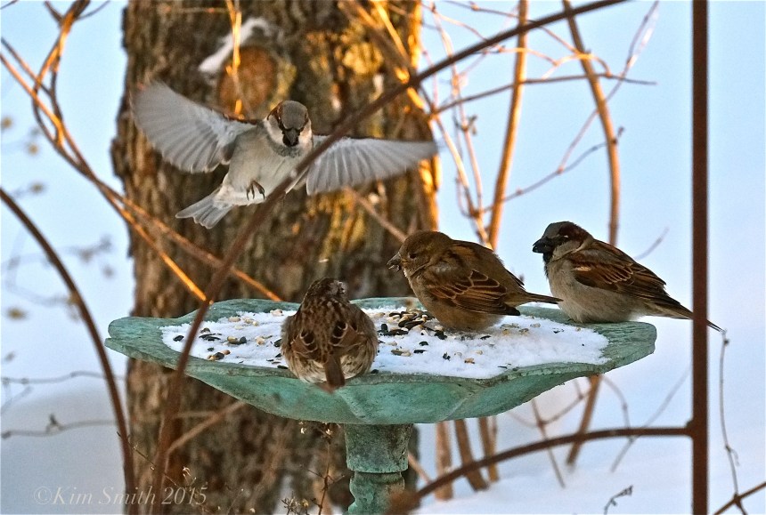 House Sparrow ©kim Smith 2015